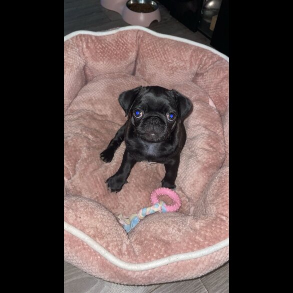 Pug - Dogs