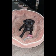 Pug - Dogs
