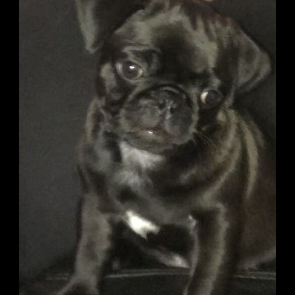 Pug - Dogs