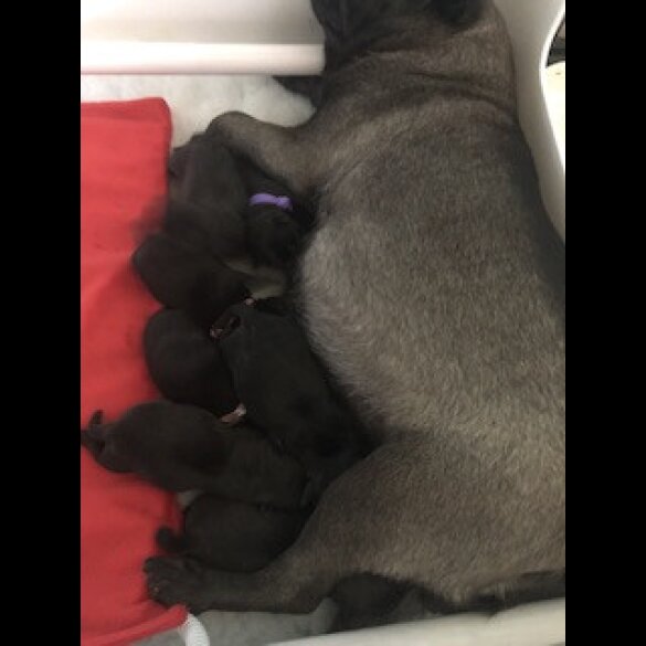 Pug - Dogs
