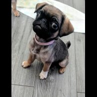 Pug - Both