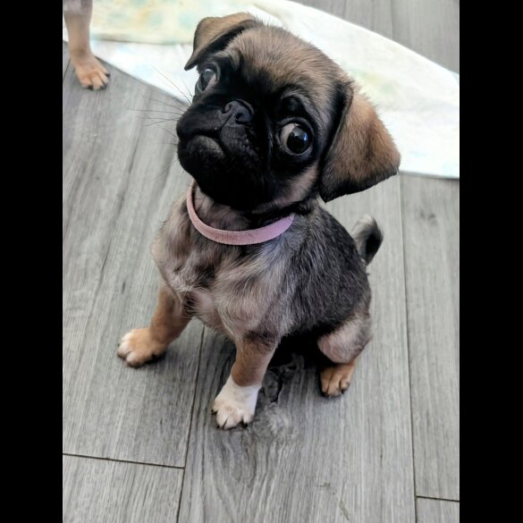 Pug - Both