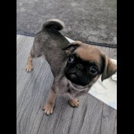 Pug - Both
