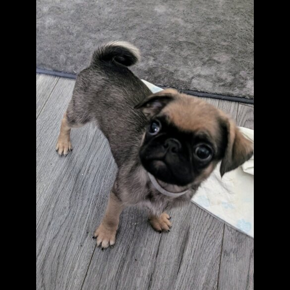 Pug - Both