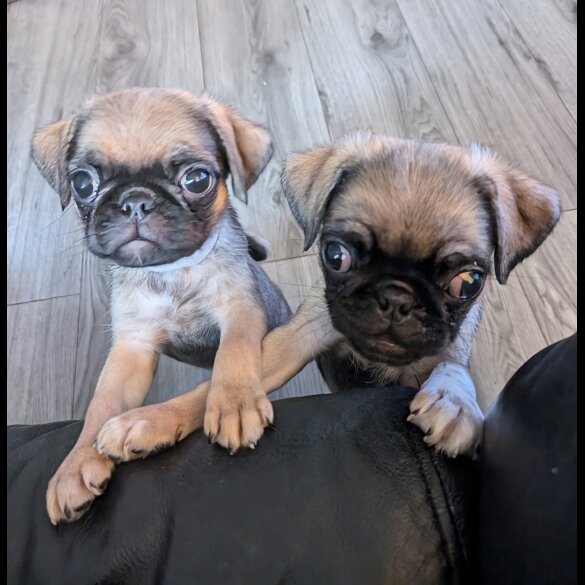 Pug - Both