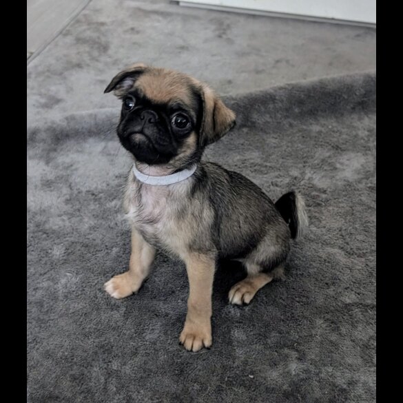 Pug - Both