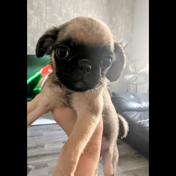 Pug - Both