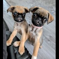 Pug - Both