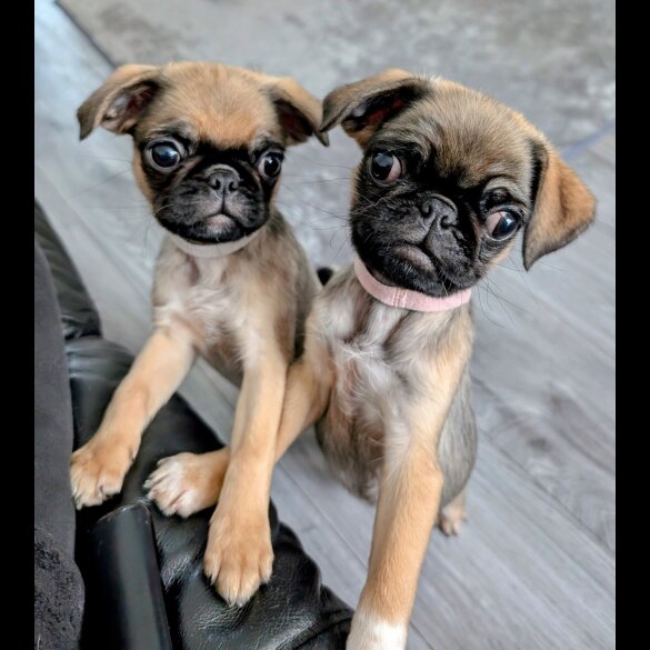 Pug - Both
