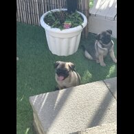 Pug - Both