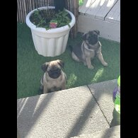Pug - Both