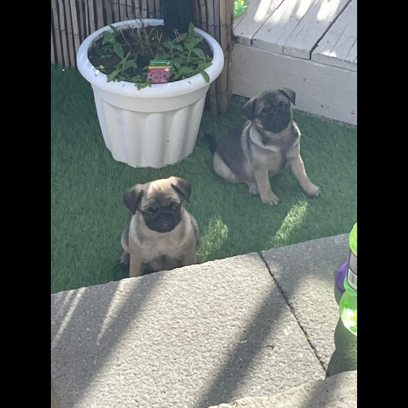 Pug - Both