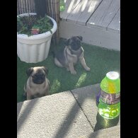 Pug - Both