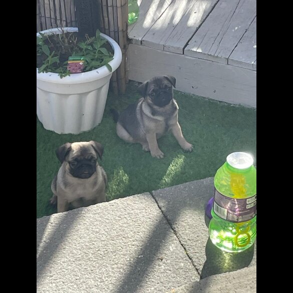 Pug - Both