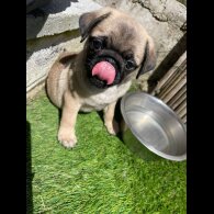Pug - Both