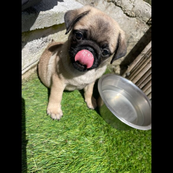Pug - Both