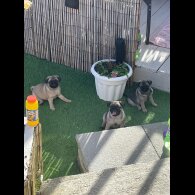 Pug - Both