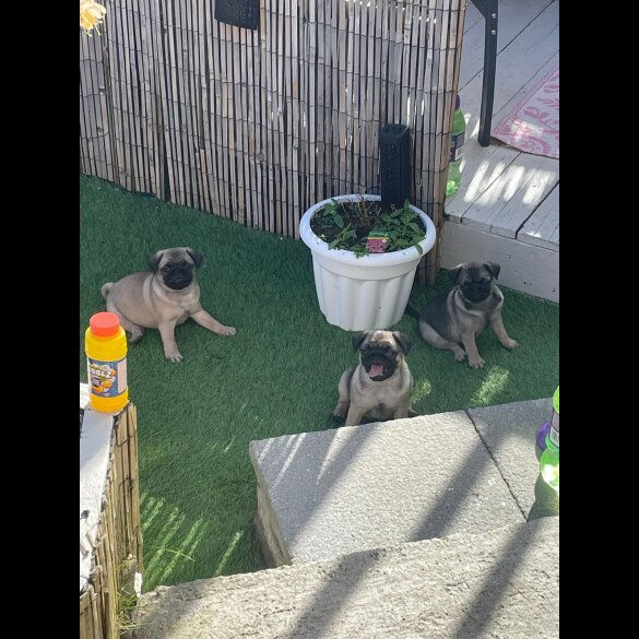 Pug - Both