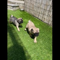 Pug - Both