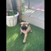 Pug - Both