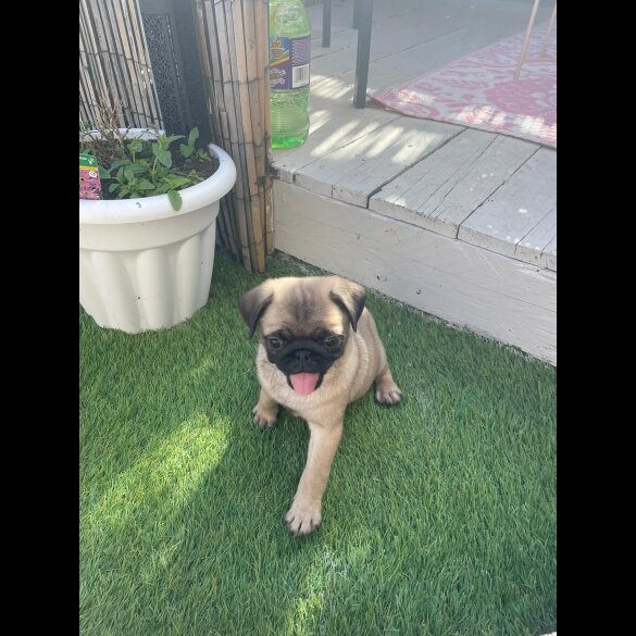 Pug - Both