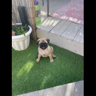 Pug - Both