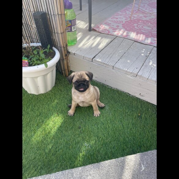 Pug - Both