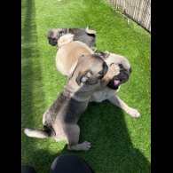 Pug - Both