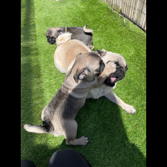 Pug - Both