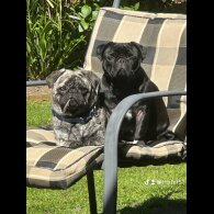 Pug - Both