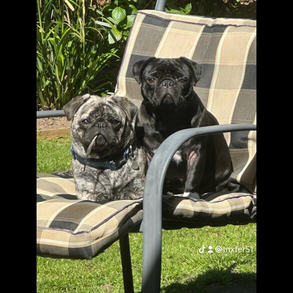 Pug - Both