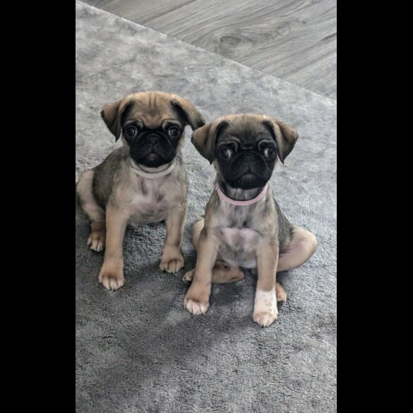 Pug - Both