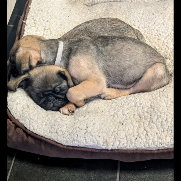 Pug - Both