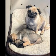 Pug - Both