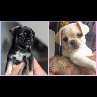 Pug - Both