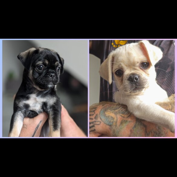 Pug - Both