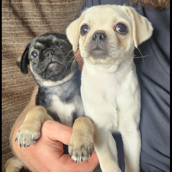 Pug - Both