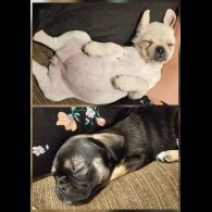 Pug - Both