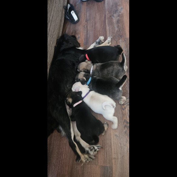 Pug - Both