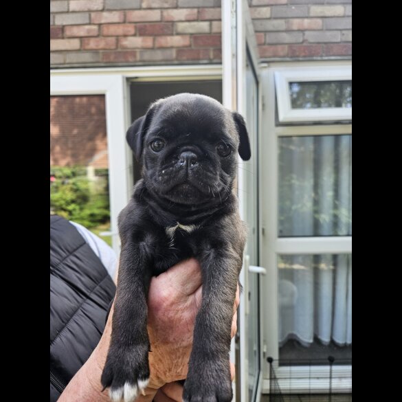 Pug - Both