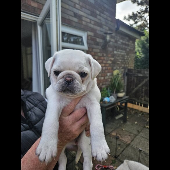 Pug - Both