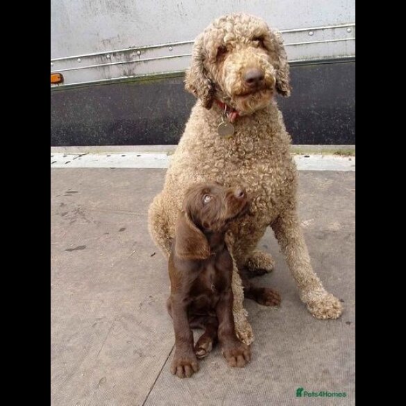 Rhodesian Ridgeback - Both