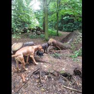 Rhodesian Ridgeback - Both