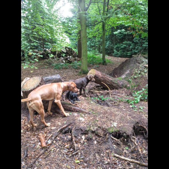 Rhodesian Ridgeback - Both