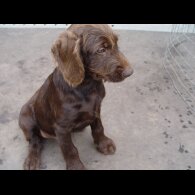 Rhodesian Ridgeback - Both