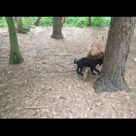 Rhodesian Ridgeback - Both