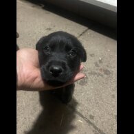 Rottweiler - Dogs