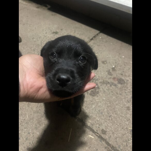 Rottweiler - Dogs