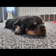 Rottweiler - Both