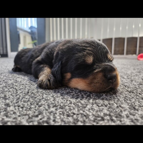 Rottweiler - Both